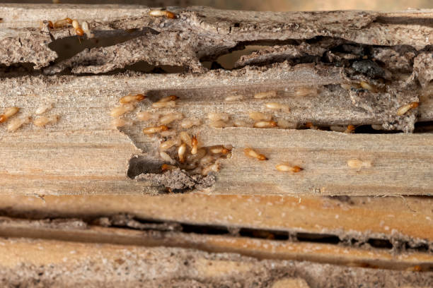 Reliable Beech Mountain Lakes, PA Pest Control Solutions